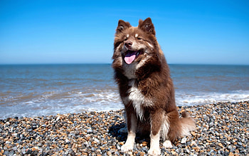 Animals, Stones, Shore, Bank, Sit, Dog, Protruding Tongue, Tongue Stuck Out HD wallpaper