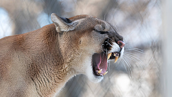 Mountain lion, Roaming , Captivating gaze, Awe-inspiring creature HD wallpaper