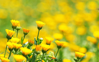 Flowers, Background, Macro, Glare, Field, Greased, Smeared HD wallpaper
