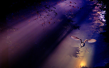 Flight, nature, forest, owl HD wallpaper