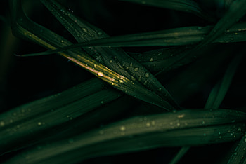 Leaves, Drops, Macro, Wet HD wallpaper