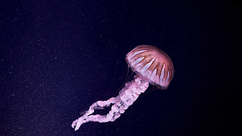 Dark background jellyfish, Mysterious depths, Aquatic marvels, Underwater beauty HD wallpaper