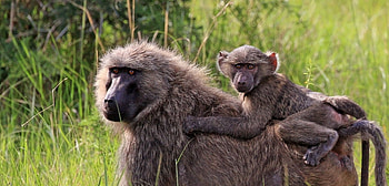 Mother and baby, Baboon HD wallpaper