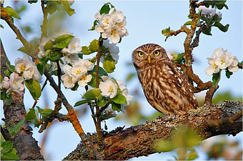 Owl in Flowers, cool HD wallpaper