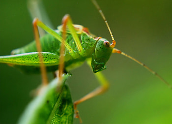 Macro, Insect, Grasshopper, Antennae, Tendrils HD wallpaper