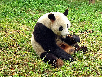 Baby panda, animal, urso, wildlife, bear, grass, panda HD wallpaper
