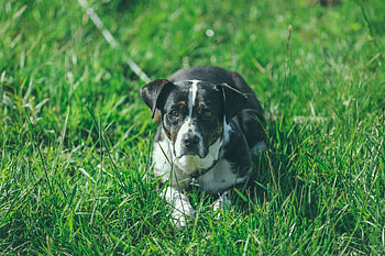 Animals, Grass, Lies, Dog, Muzzle HD wallpaper