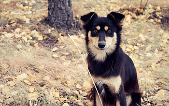 Animals, Grass, Autumn, Park, Dog, Spotted, Spotty, Stroll HD wallpaper