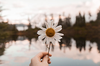 Flowers, Camomile, Flower, Hand, Chamomile HD wallpaper