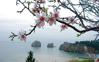 Nature, Flowers, Sea, Branch HD wallpaper