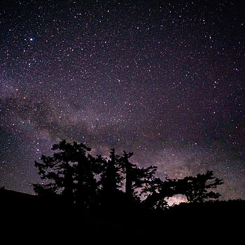 Trees, Stars, Night, Dark, Starry Sky, Branches HD phone wallpaper
