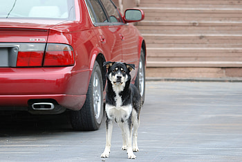 Animals, Dog, Car, Street HD wallpaper