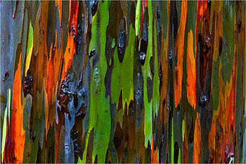 Eucalyptus , Top , Backgrounds HD wallpaper