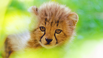 Cheetah, predator, cute cub, muzzle HD wallpaper