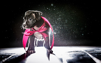 Animals, Shine, Light, Dog, Shadow, Puppy, Bow HD wallpaper