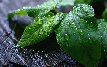 Peppermint , Cool mint tone, background, Refreshing visual HD wallpaper