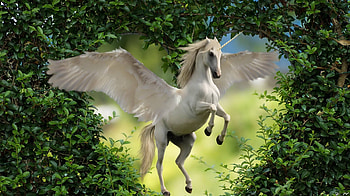 Unicorn with heart, unicorn, pegazus, horse, fantasy HD wallpaper