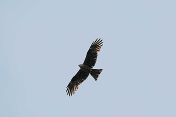 Animals, Bird, Predator, Flight, Wings, Hawk HD wallpaper