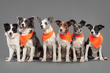 Dogs, dog, sweet, animal, cute, beautiful, puppys, puppy, pretty, animals, lovely HD wallpaper