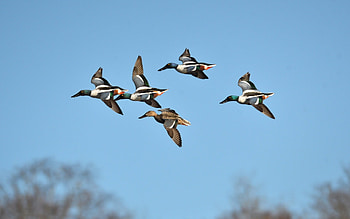 Ducks Flying, France, flight, ducks, sky HD wallpaper