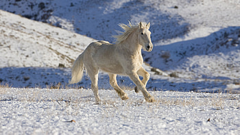Animals, Horses HD wallpaper