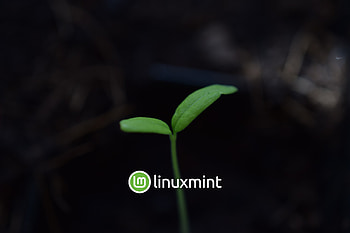 Linux Mint + Plant, Linux, technology, linux mint HD wallpaper