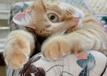 Ginger Face, cute, cat, funny, ginger HD wallpaper