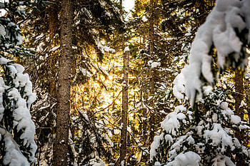 Winter, Nature, Trees, Pine, Snow, Forest, Sunlight HD wallpaper