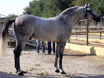 Spanish-Arabian Crossbreed, spanish, crossbreed, horses, dappled grey, grey, arabian HD wallpaper