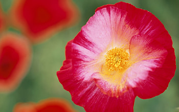 Plants, Flowers HD wallpaper