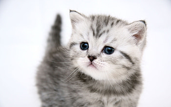Animals, Cats HD wallpaper