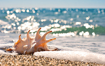 Smell of the sea, sea, overflow, snad, beach, summer, shell, waves, sun, macro, ocean HD wallpaper