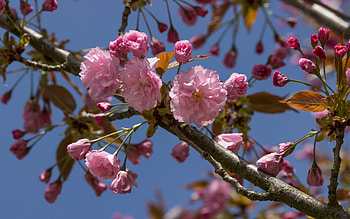 Cherry Blossoms, pink, cherry, macro, blossoms HD wallpaper