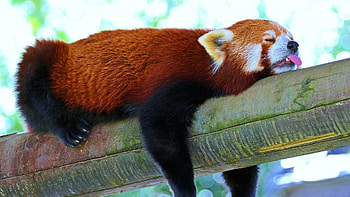Ultra red panda , Stunning visuals, High-resolution backgrounds, Nature's wonders HD wallpaper