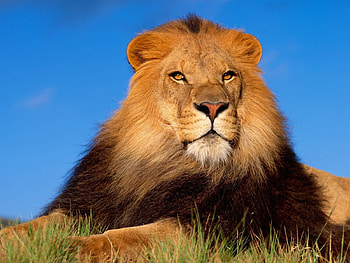 Animals, Grass, To Lie Down, Lie, Lion, Mane, Wind HD wallpaper