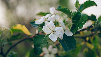 Apple Tree, Petals branch leaves, High definition fullscreen, Nature HD wallpaper