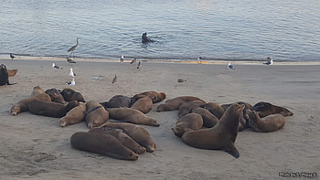 California Sea Lions, Sand, Sea, Water, Beach, Blue, California, Heron, Lions, Reflections, Egret HD wallpaper