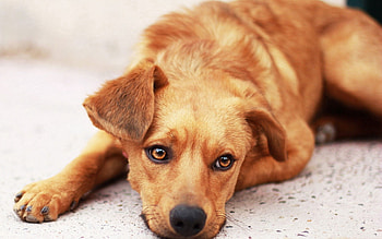 Animals, To Lie Down, Lie, Dog, Muzzle, Ears HD wallpaper