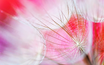 Pretty Flower, pink, pink flower, beautiful, nature, flowers HD wallpaper