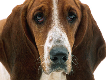 Animals, Dog, Muzzle, Sadness, Ears, Sorrow HD wallpaper