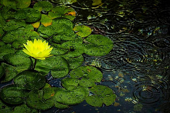 Yellow Flower, beautiful, , yellow, flower HD wallpaper