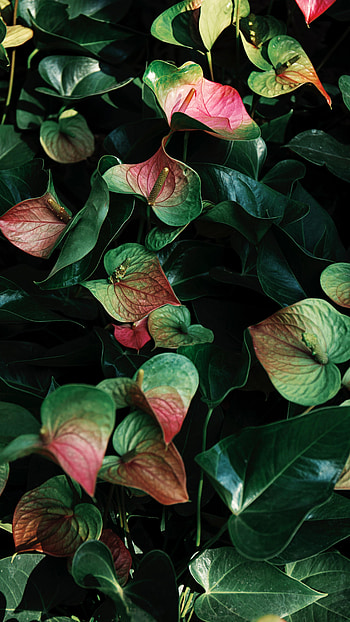 Flowers, Leaves, Plant, Veins, Anthurium HD phone wallpaper