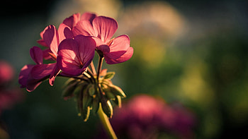 Background, Flower, Macro, Petals, Greased, Smeared HD wallpaper