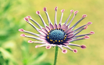 Flower, Macro, Glare, Beautiful, Unusual, Stem, Stalk HD wallpaper