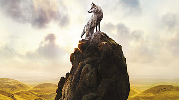 WOLF, wolf, animals, predator HD wallpaper