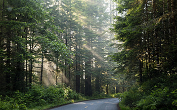 Forest Road in California, spruces, road, America, forest, national park HD wallpaper