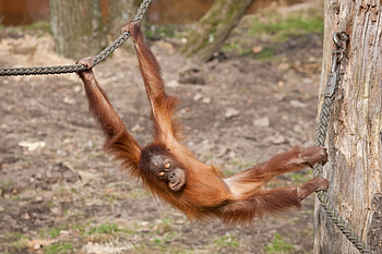 Animals, Branch, Monkey, Marmoset, Hang HD wallpaper