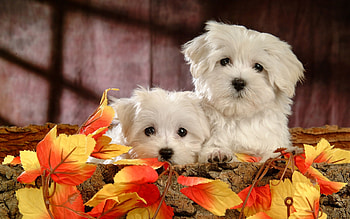Bolognese Dog, 20 Maltese HD wallpaper