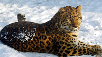 Jaguar-in-snow, pisica, tigru, leu, leopard HD wallpaper