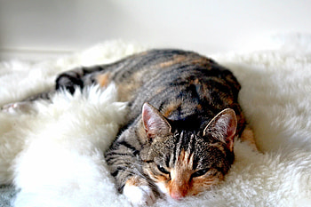 Animals, Cat, Lies, Striped, Sleep, Dream HD wallpaper